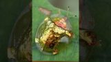The golden beetle