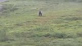 Grizzly bear running very fast