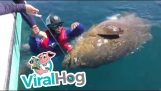 Svøm med en goliath grouper
