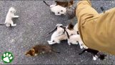 Kitten ambush story update