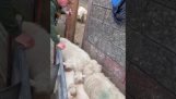 Sorting lamb from sheep