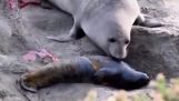 Reakcia tulenej samičky, keď si uvedomila, že novorodenec tuleňa žije
