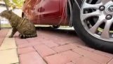 POV fight between two cats in the street