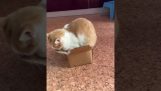 Cat trying to fit in a small box