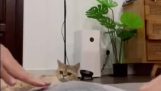 Kedi yastığın yoğurulmasına yardım etmek istiyor