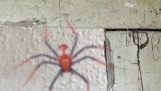 A Spiderman spider