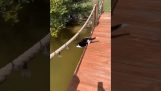 En klodset kat falder i vandet