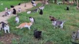 Cat sanctuary in Romania