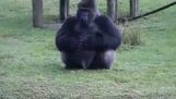 Zoo Miamin gorilla kertoo vierailijoille viittomakielellä, ettei sitä pidä ruokkia.