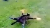 macska drón