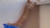 En katt fanger seg selv