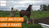 Clydesdale Stallion Cures Hans Itch med Rake