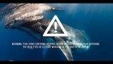 Illégale chasse à la baleine japonaise filmée par le gouvernement australien en Antarctique