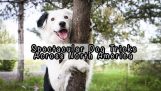 Trucos de perro espectacular en América del norte!