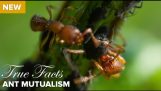pravdivých skutočnostiach : ant mutualizmus