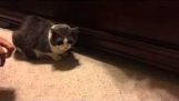 Kedi kapmak yatağın altından davranır
