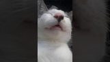 Un gatto in un sonno profondo