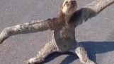Sloth needs a hug