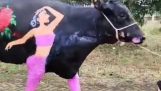 Valentine’s Day painting on a cow