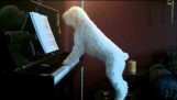 Pes, ktorý hrá na klavír a spieva