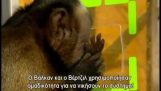 Cooperare şi onestitate printre maimuţe