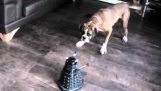 Pies vs robota