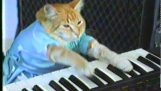 Katze-pianist