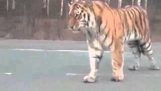 Tiger is circulated free to Russia's way