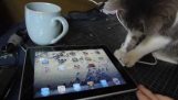 Eine Katze lernt, verwenden Sie das iPad