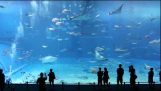 A világ legnagyobb akváriuma