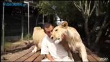 Οι λιονταρίνες θέλουν χάδια