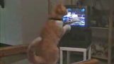 Eine Katze lernt Boxen vom tv