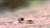 Μυρμήγκι εναντίον αράχνης