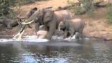 Crocodile attacks elephant