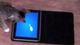 Jocuri doar pentru pisici în iPad