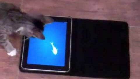 Spil bare katte på iPad |