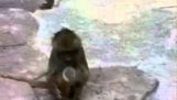 A monkey sees her face in the mirror 