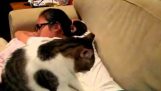 Котка масажистка