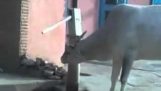 Una mucca intelligente in India