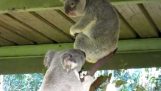 Koala taistelu