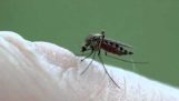 La picadura de un mosquito de cerca