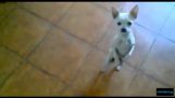 Tänzerin Chihuahua