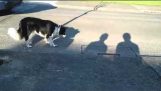 Ο σκύλος και οι σκιές