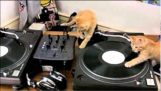 Profesionální DJ