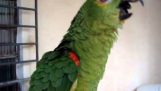 Papegojan som sjunger opera