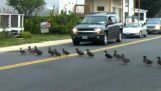 ברווזים חוצה את הכביש