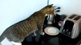 Ekmek kızartma makinesi vs kedi