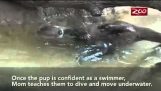 Otter lär sig mamma simmar i små 
