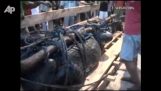Τεράστιος κροκόδειλος πιάστηκε στις Φιλιππίνες