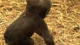 De små gorilaki gör sina första steg